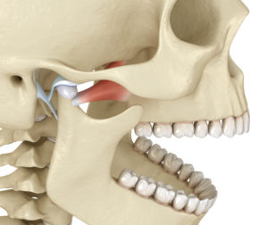 Mandibula